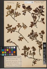 Foto von Salix silesiaca Willd.